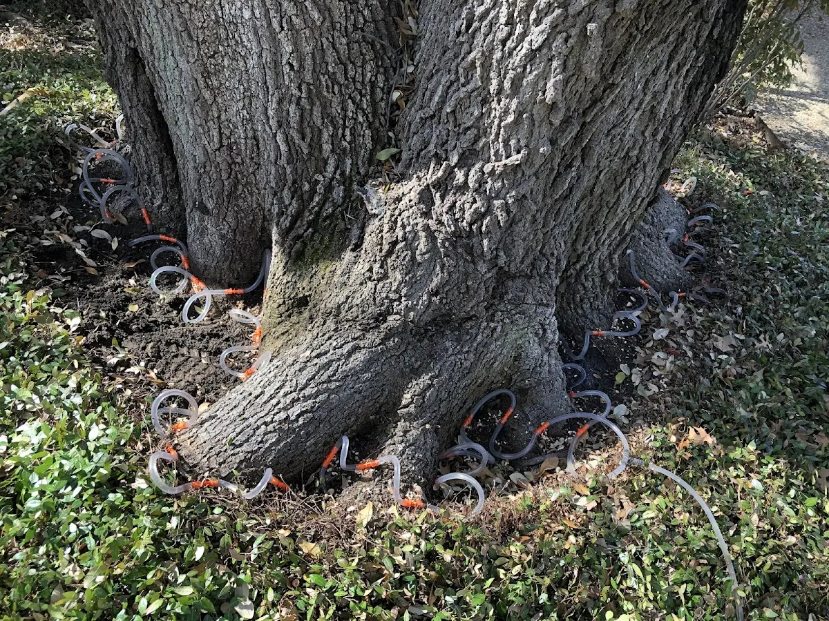 Detailed Tree Cabling and Bracing job site in Dripping Springs