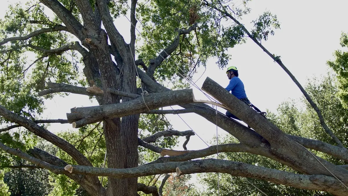 Professional Crown Thinning performed by certified arborists in Dripping Springs