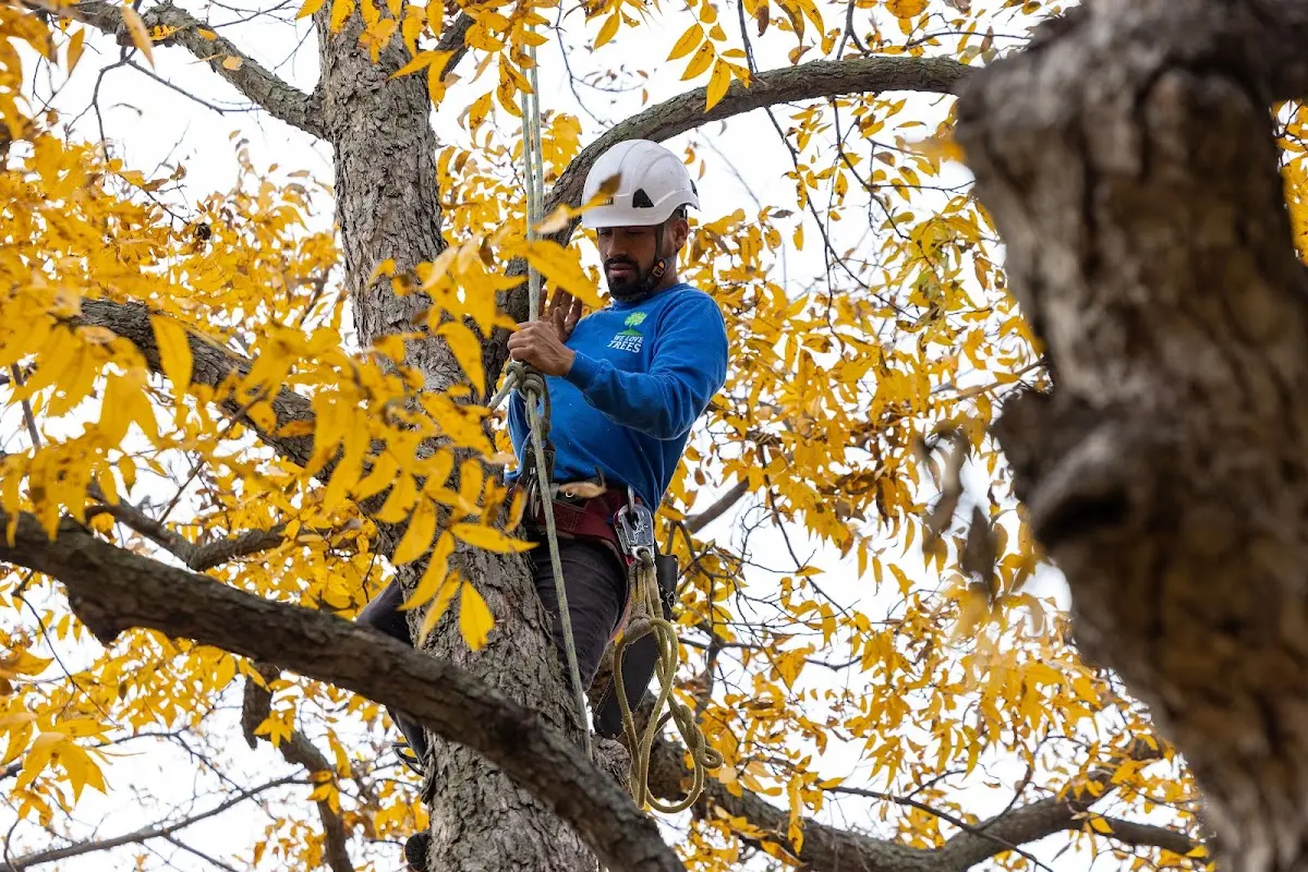 Skilled Tree Planting crew working in Dripping Springs