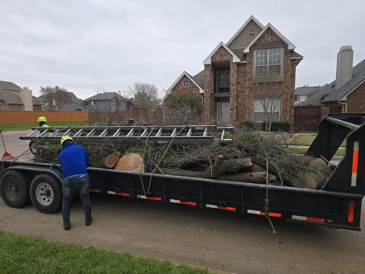 Expert Tree Pest Control with proper safety equipment in Dripping Springs